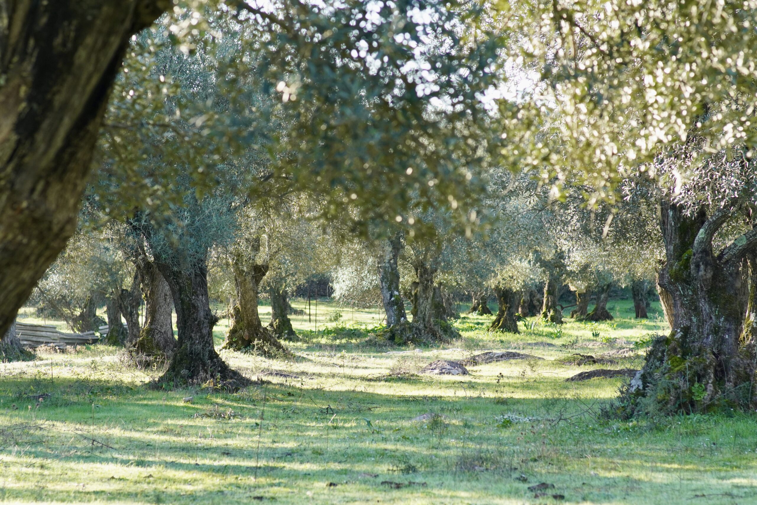 Aceite de Oliva Virgen Extra Ecológico de Montaña - 5L - Imagen 6
